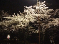 桜-３