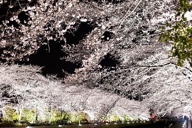 山梨県小瀬スポーツ公園　2014年桜の木ライトアップ