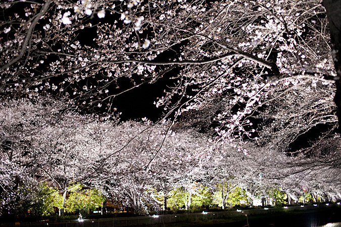 山梨県小瀬スポーツ公園　2014年桜の木ライトアップ