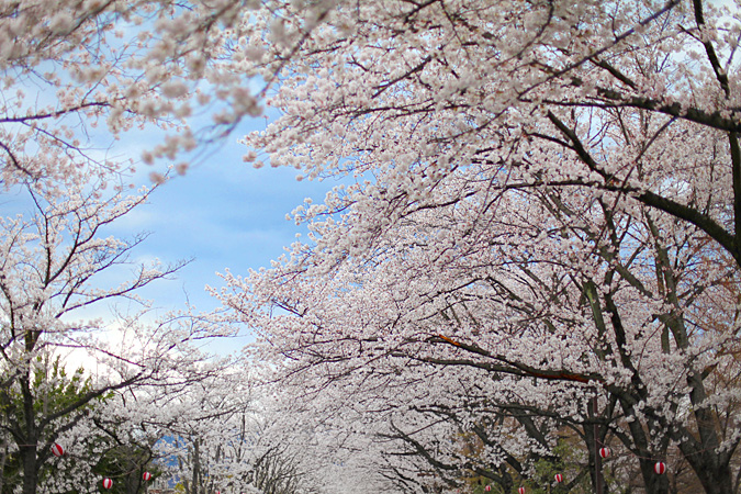 2014年春　小瀬スポーツ公園さくらまつり桜満開