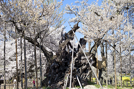 実相寺の「神代桜」