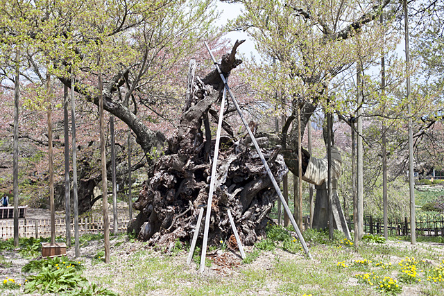 樹齢2000年　実相寺の山高神代桜
