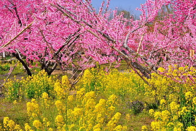 日本一の桃の里金桜園