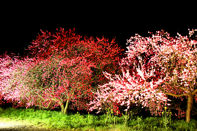 日本一の桃の里金桜園（ライトアップ）